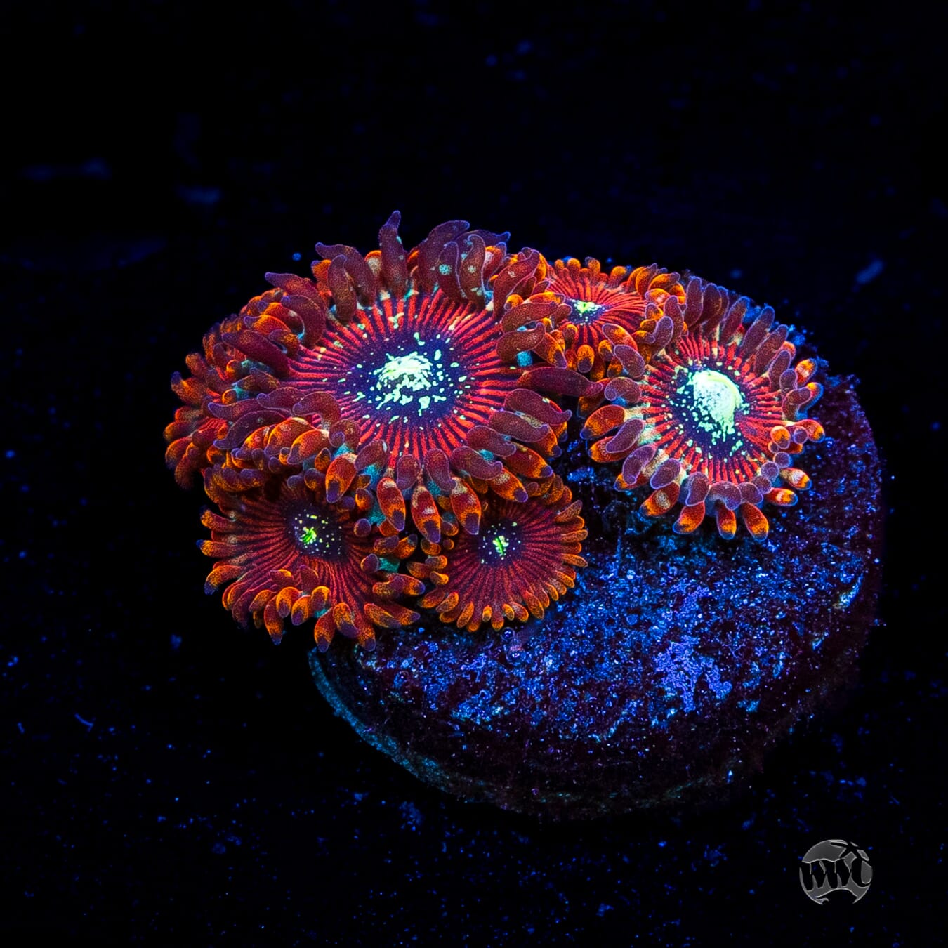 Magician Zoanthids