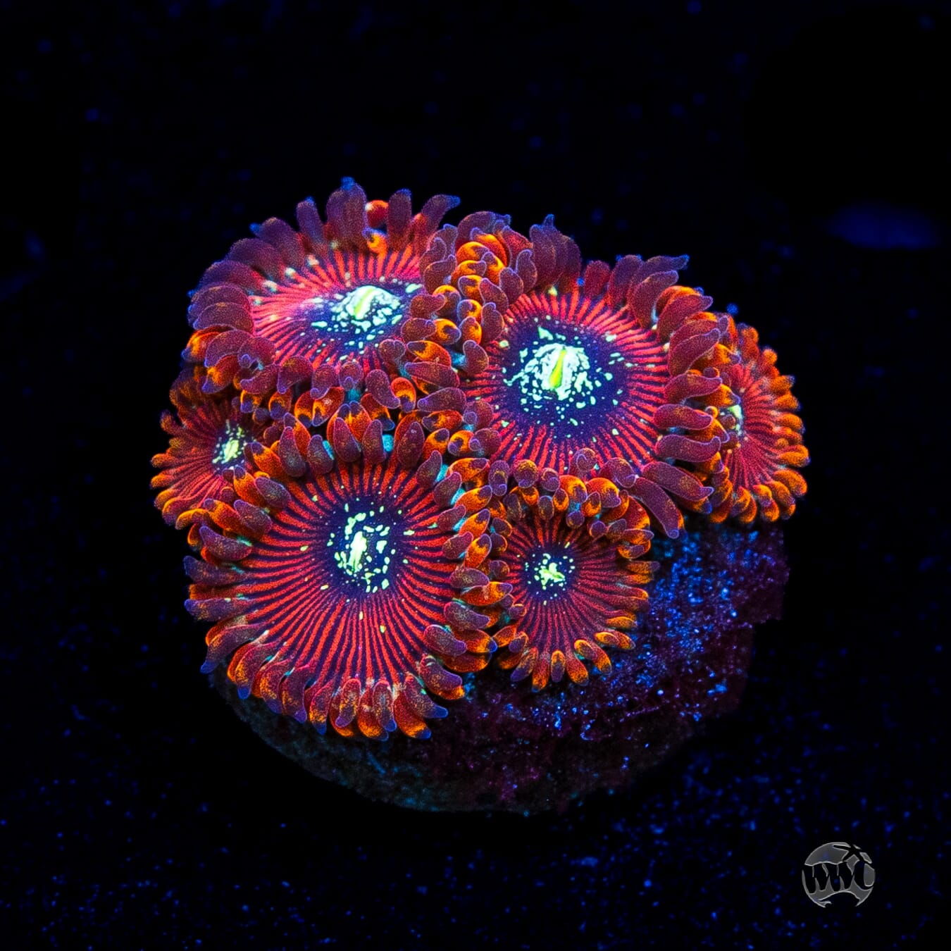Magician Zoanthids