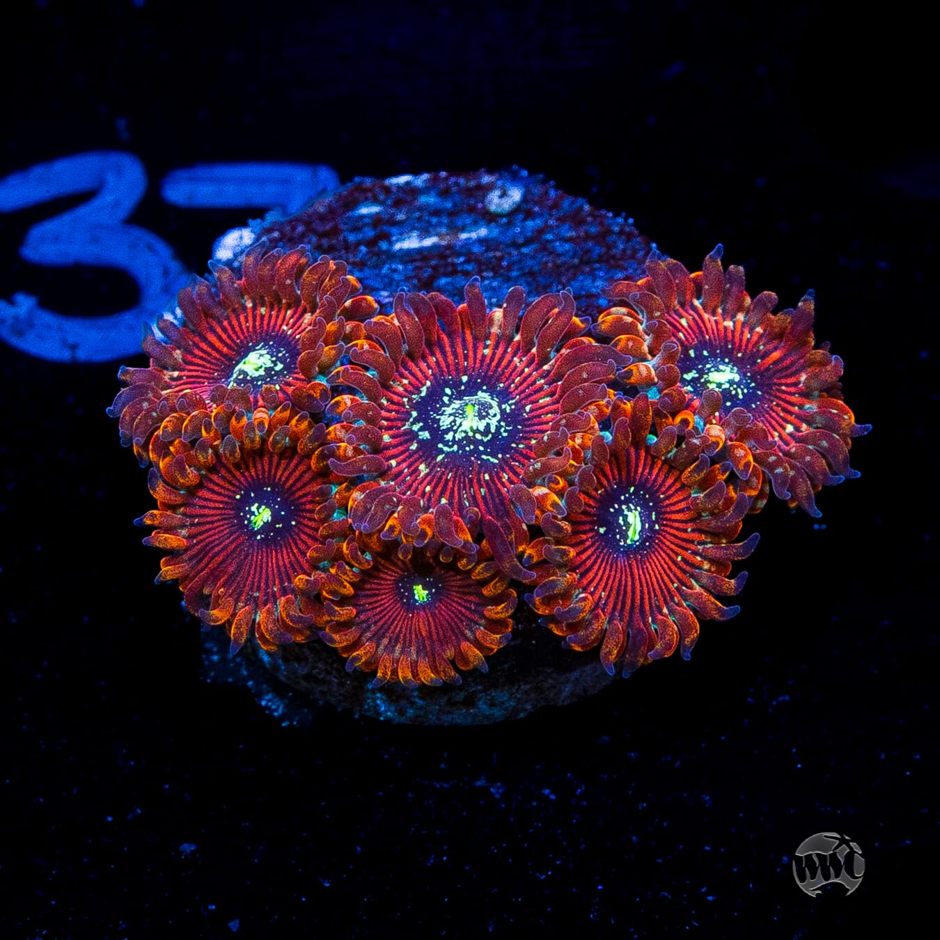 Magician Zoanthids