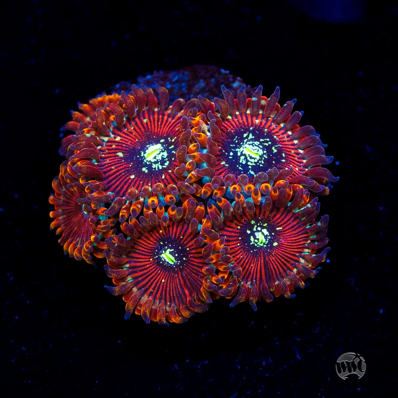 Magician Zoanthids