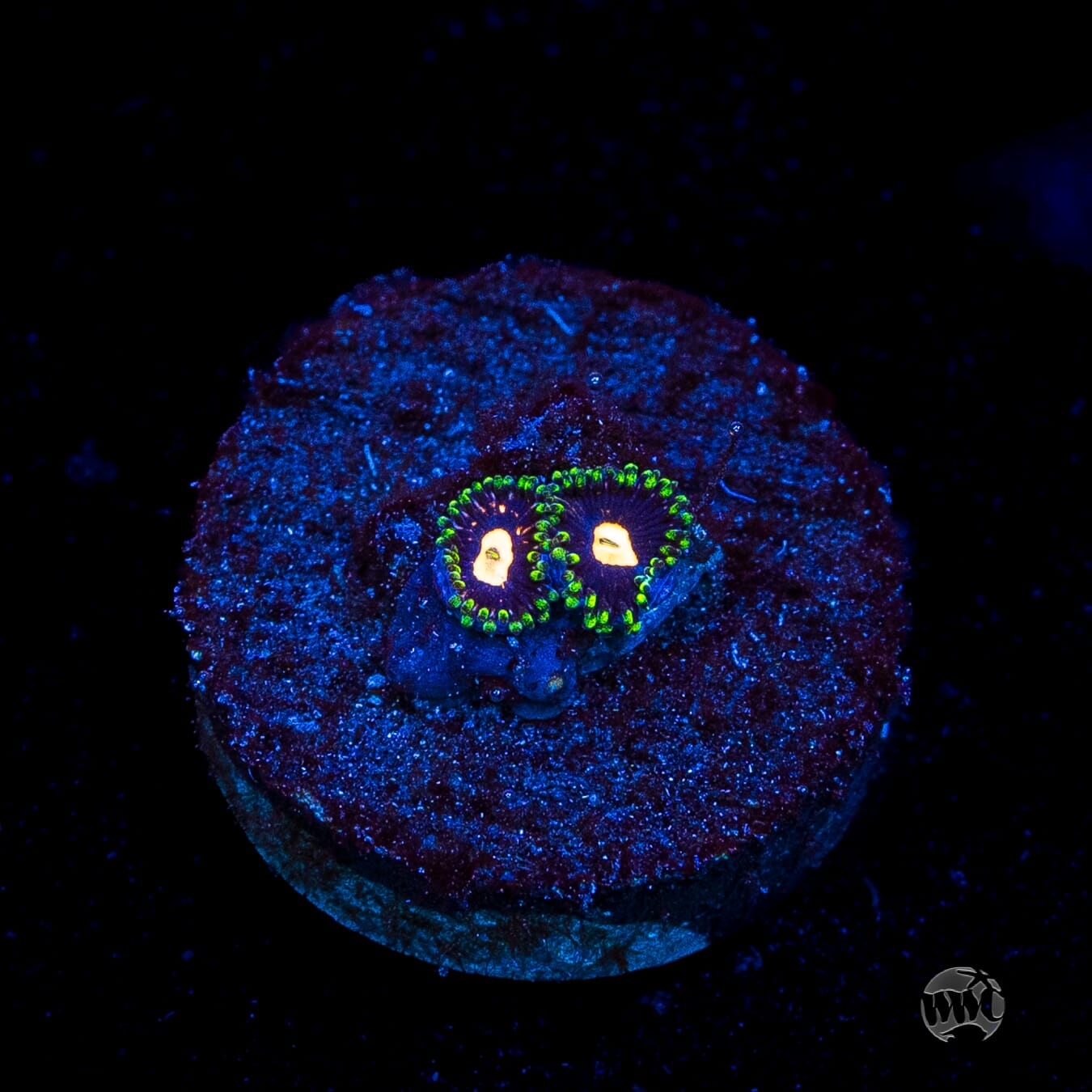 WWC Fortune Cookie Zoanthids