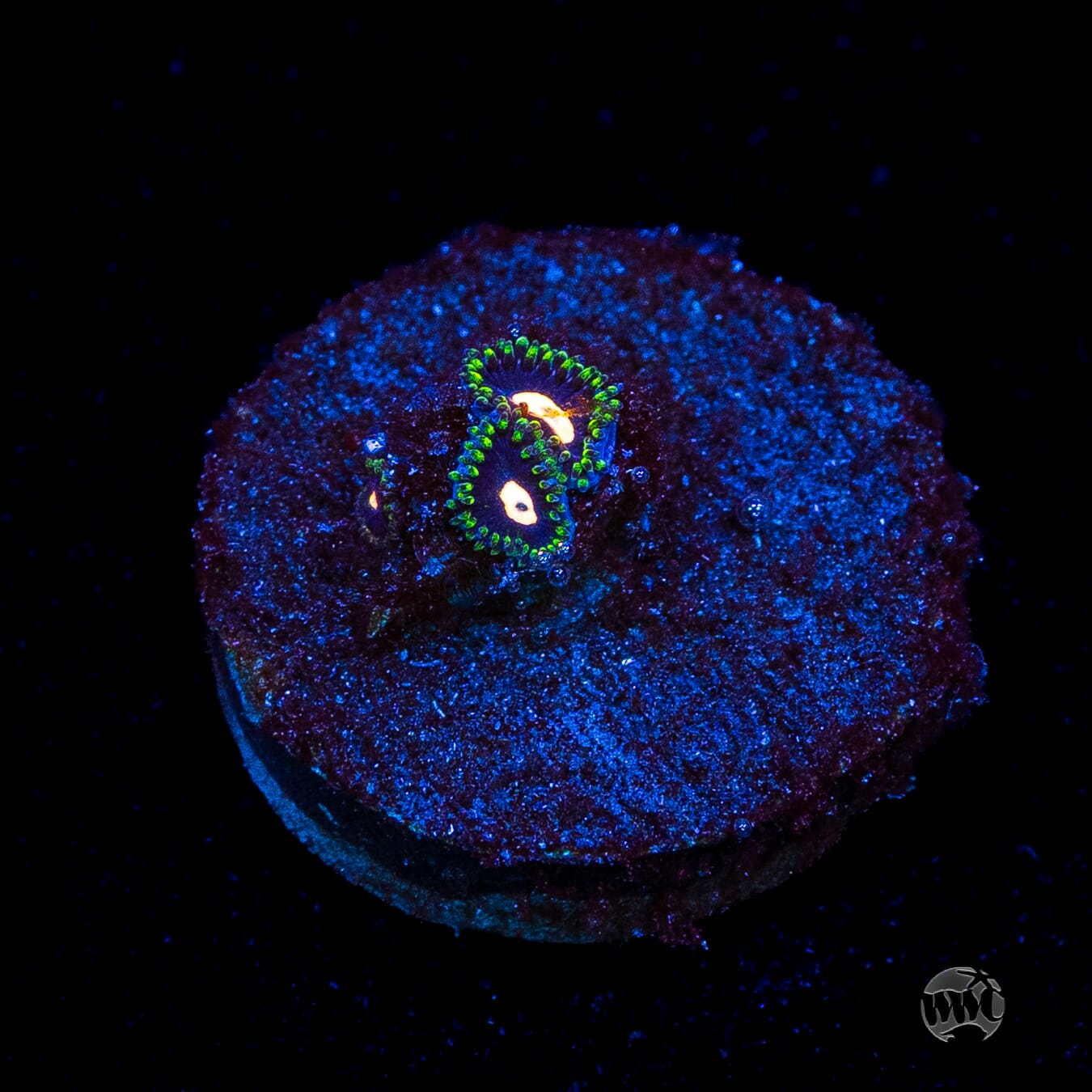 WWC Fortune Cookie Zoanthids