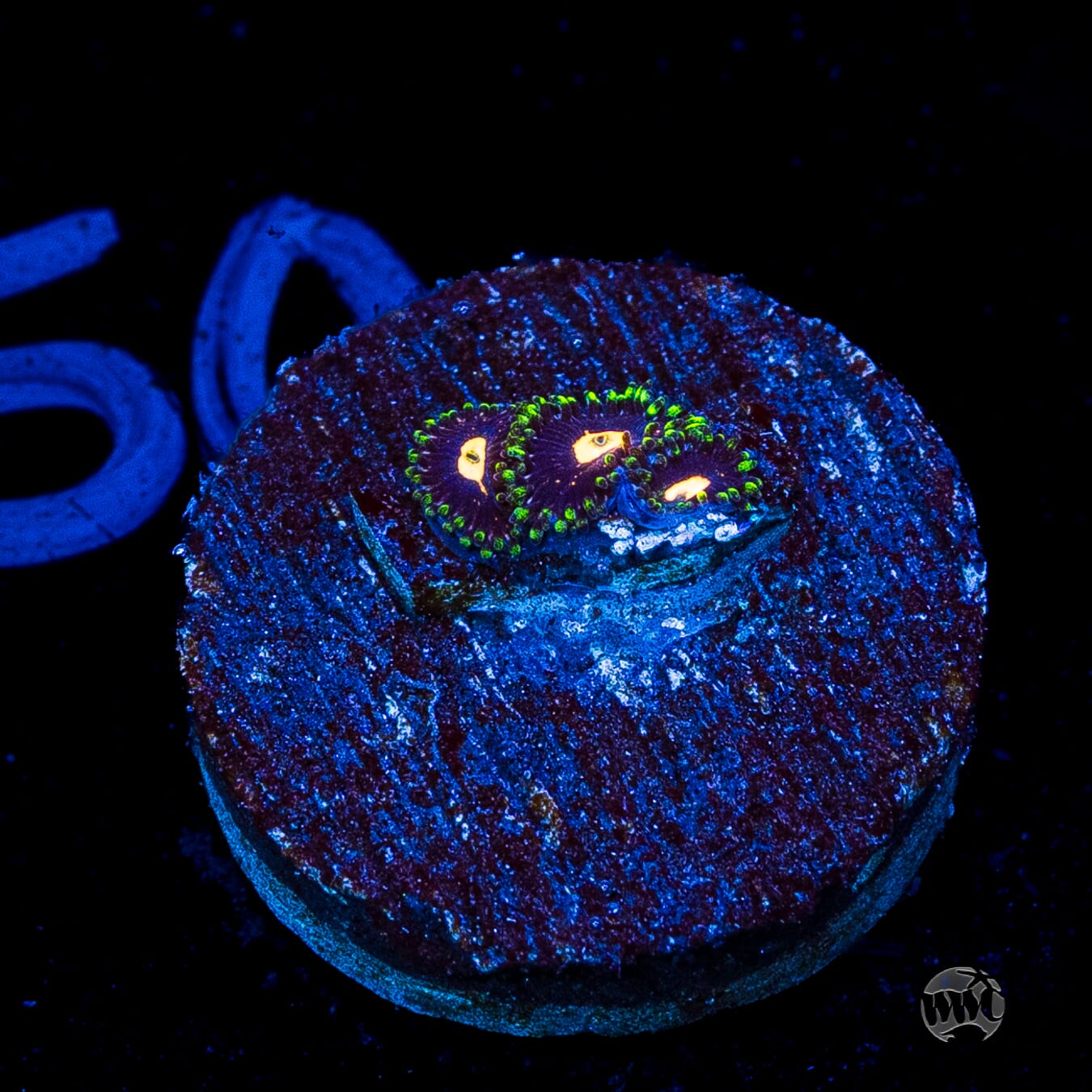 WWC Fortune Cookie Zoanthids
