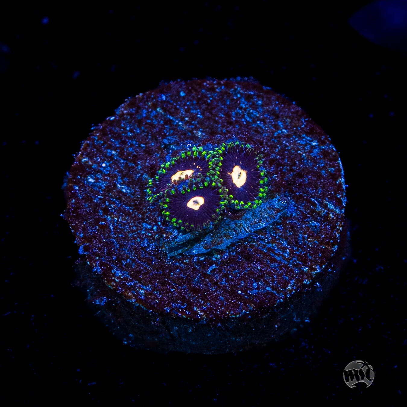 WWC Fortune Cookie Zoanthids