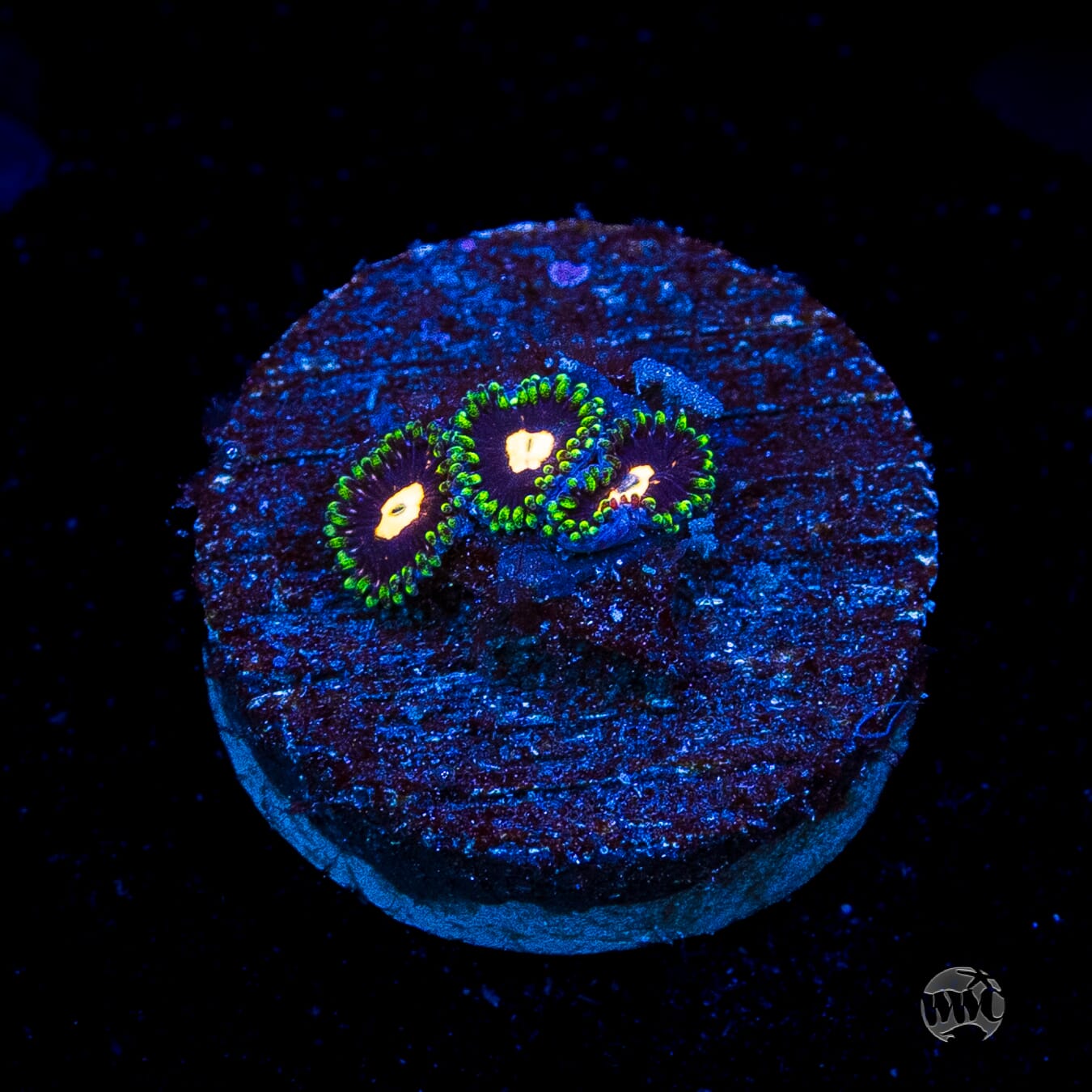 WWC Fortune Cookie Zoanthids