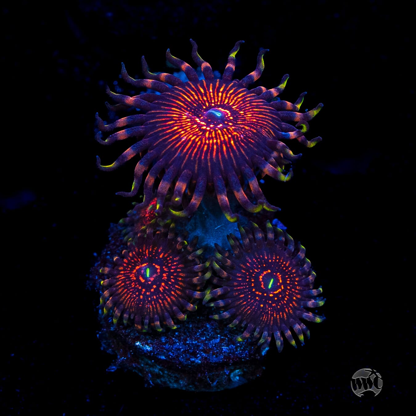 ARC Nightcrawler Zoanthids