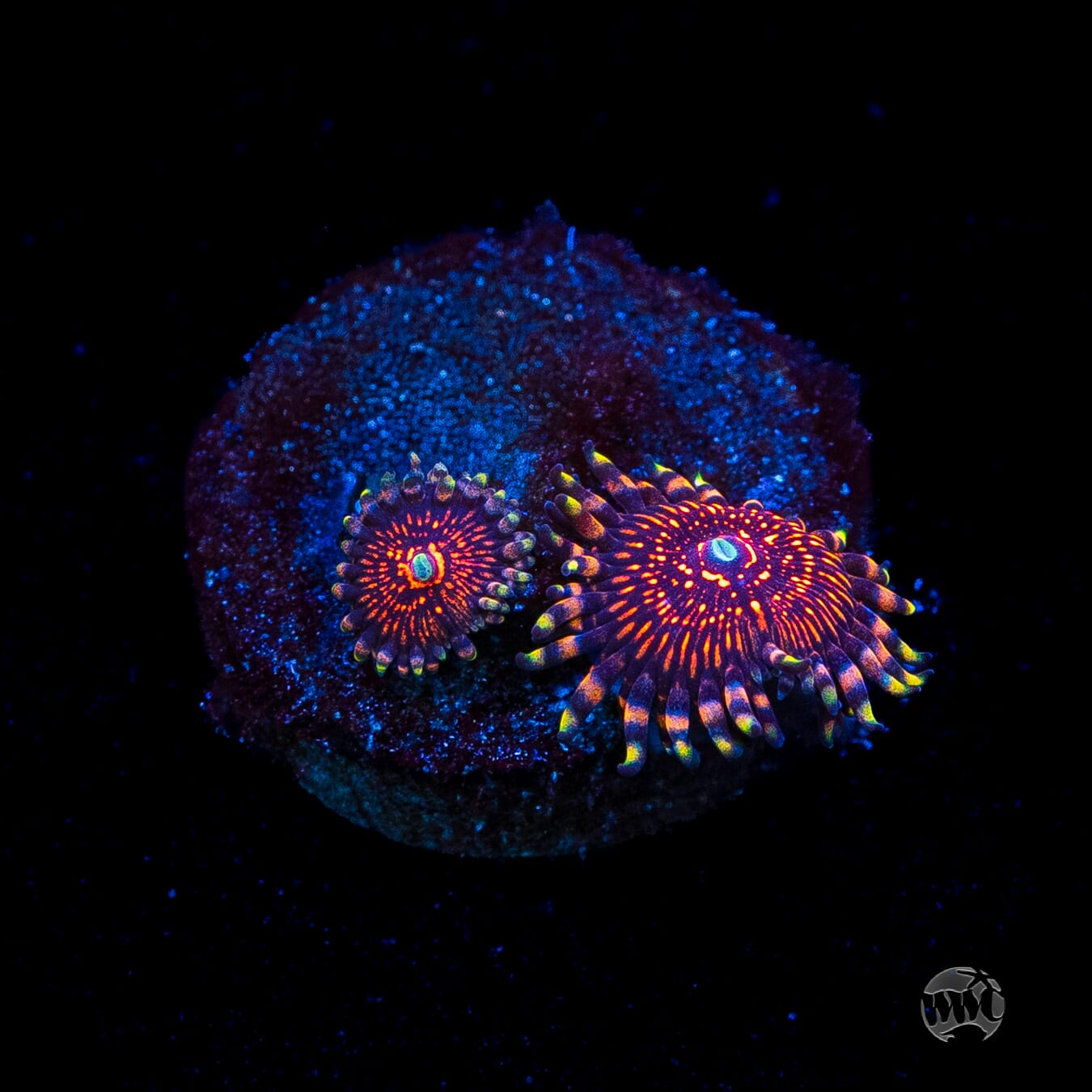 ARC Nightcrawler Zoanthids