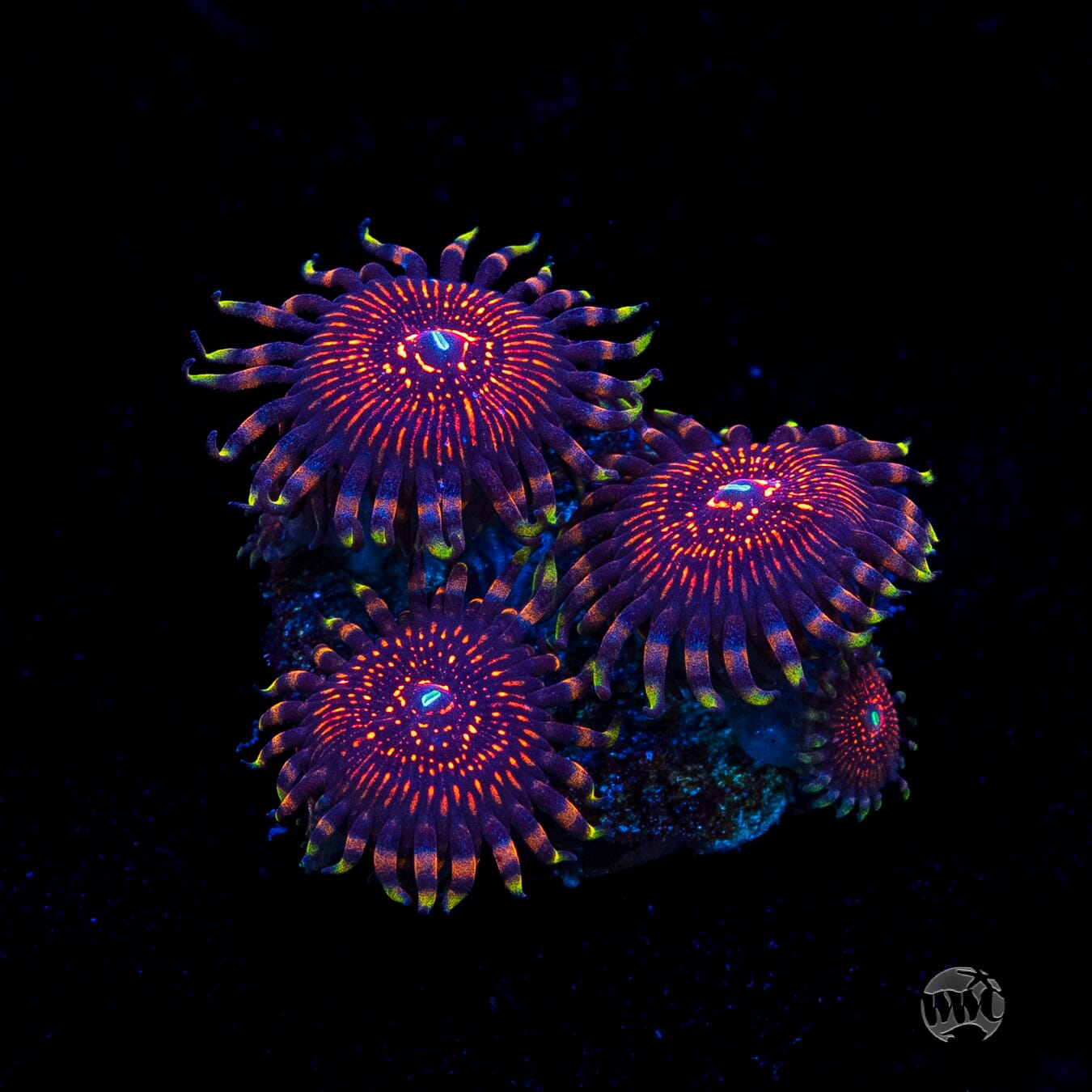 ARC Nightcrawler Zoanthids