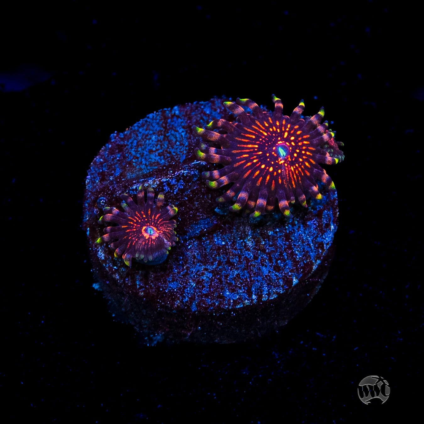 ARC Nightcrawler Zoanthids