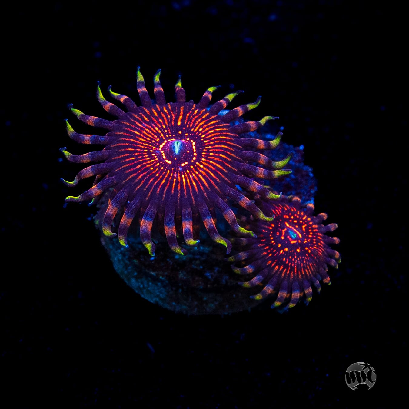 ARC Nightcrawler Zoanthids