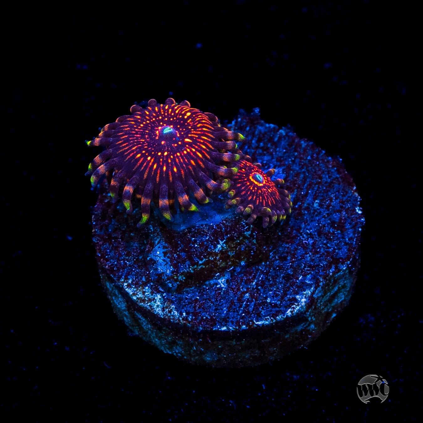 ARC Nightcrawler Zoanthids