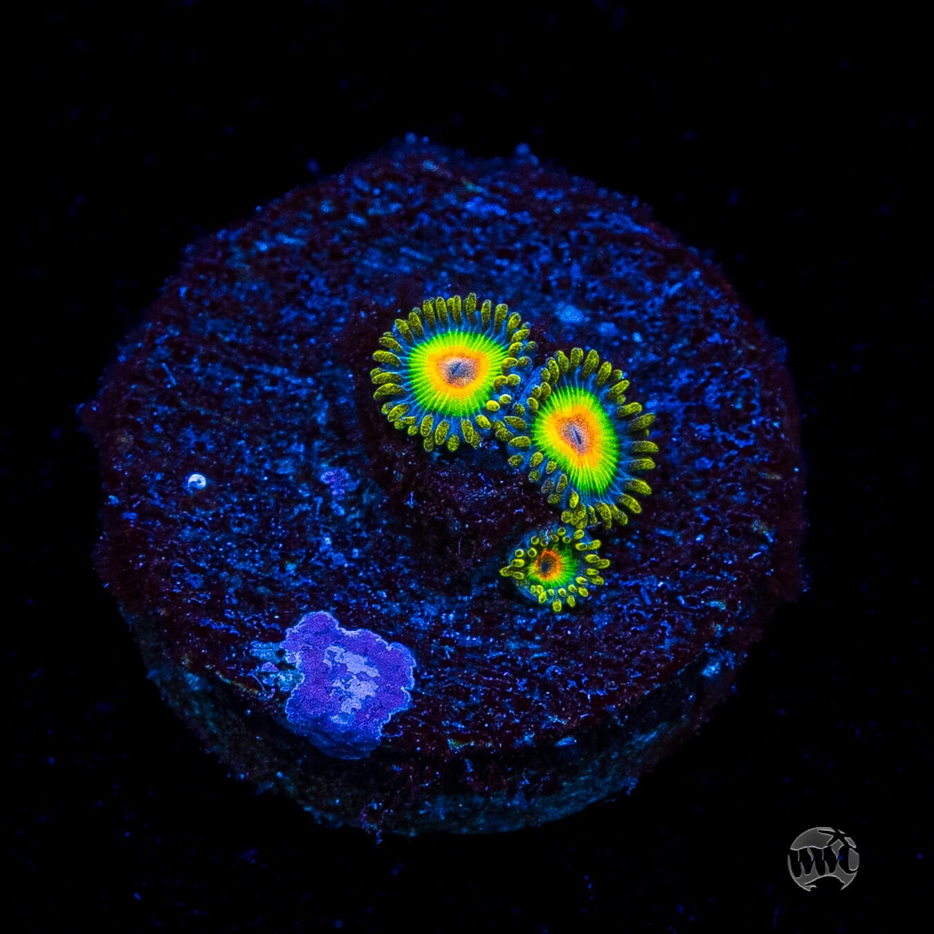 Rasta Zoanthids