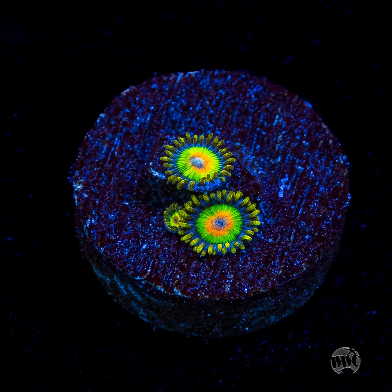 Rasta Zoanthids