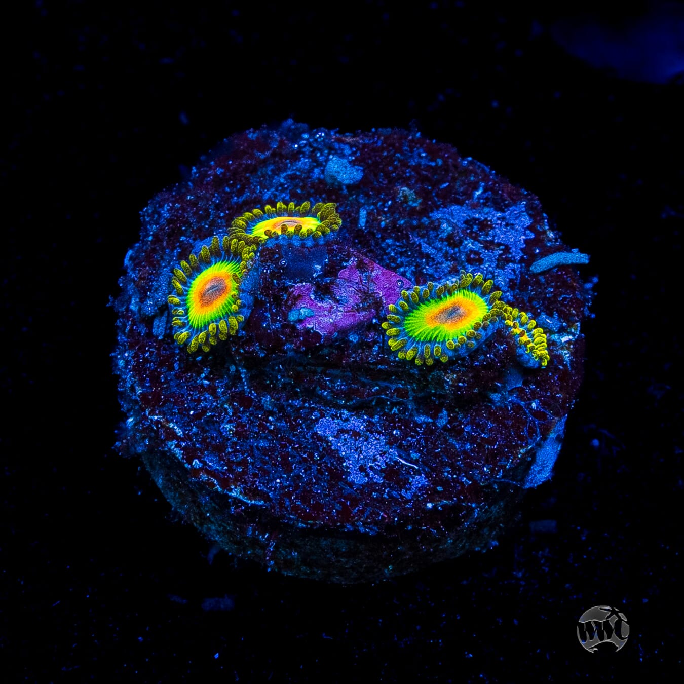 Rasta Zoanthids