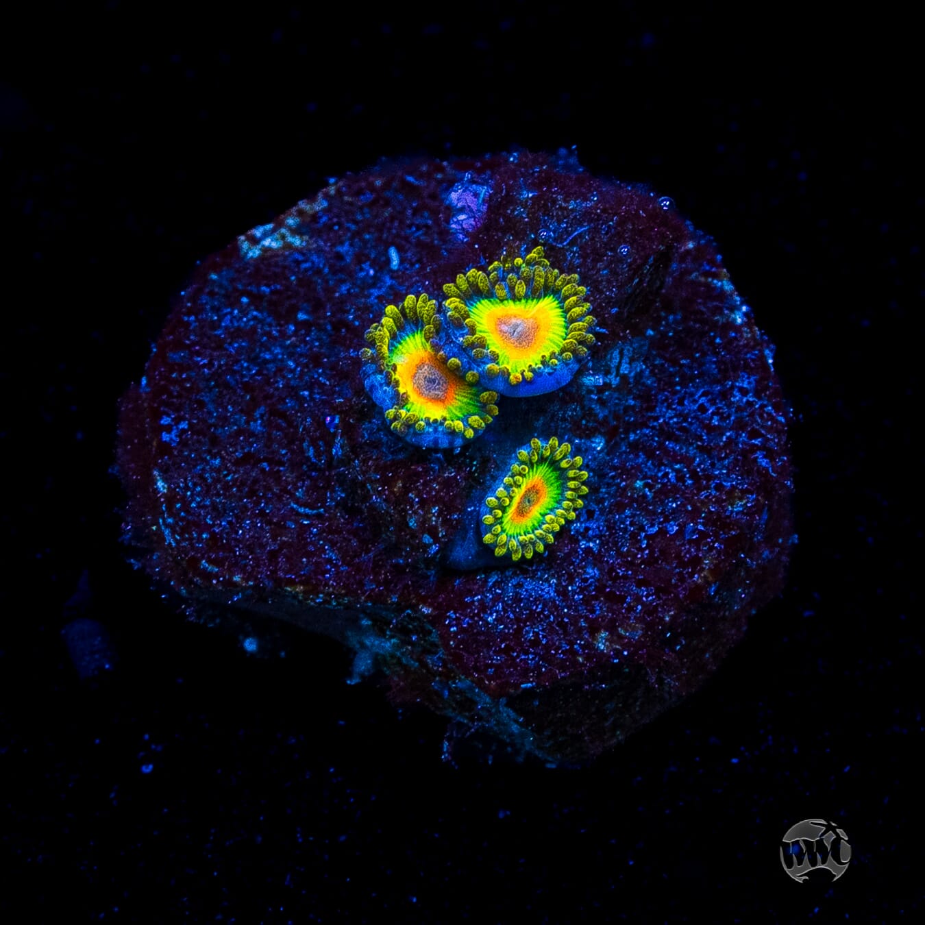 Rasta Zoanthids