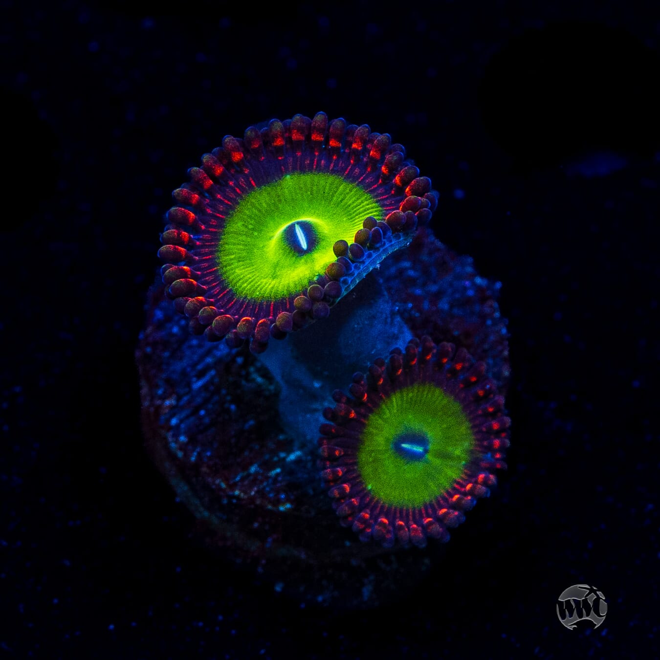 Candy Apple Red Zoanthids