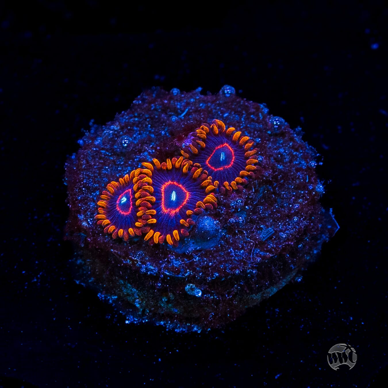 Red Hornet Zoanthids