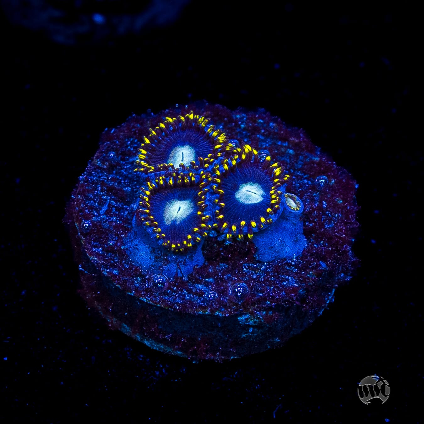 WWC Crown Royal Zoanthids