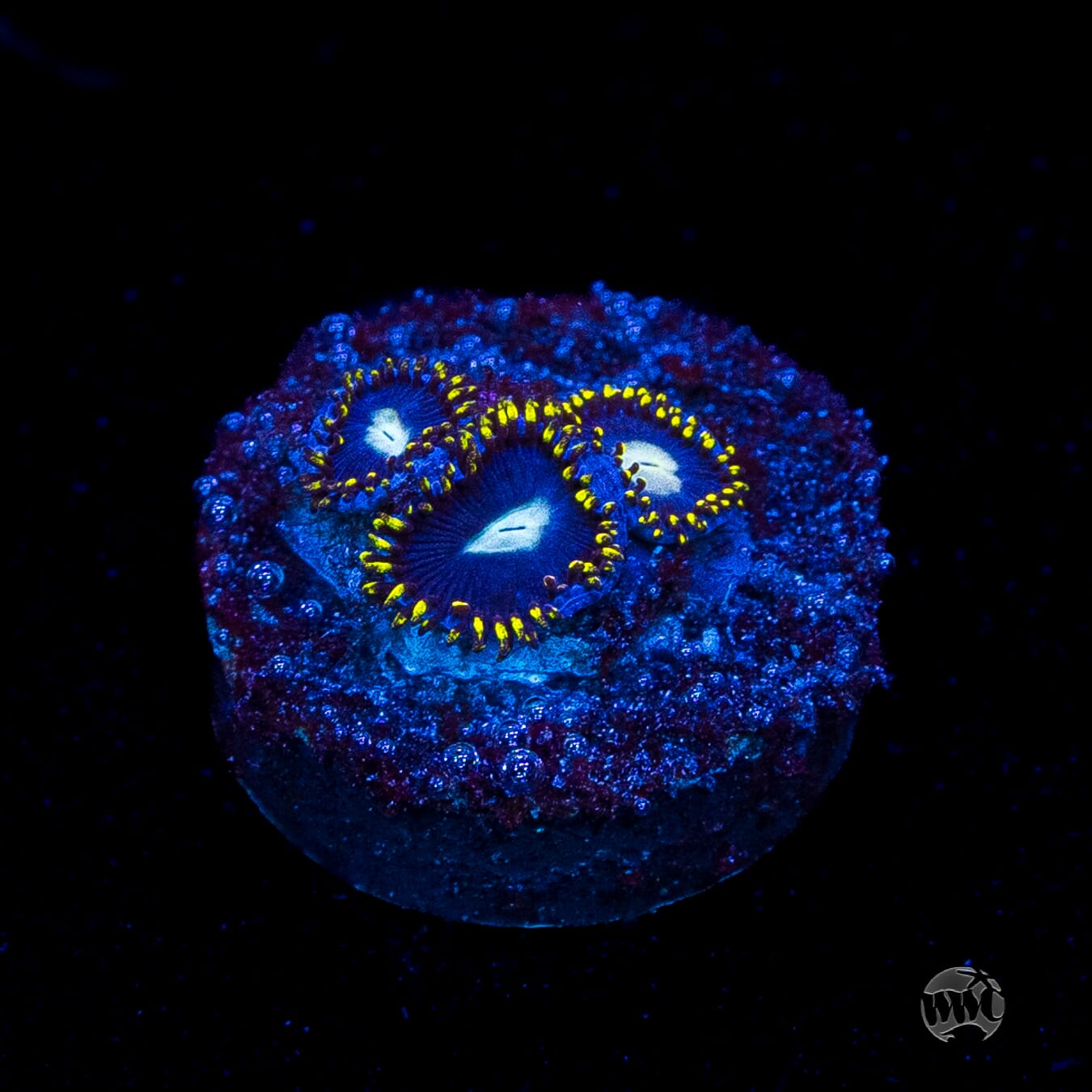 WWC Crown Royal Zoanthids
