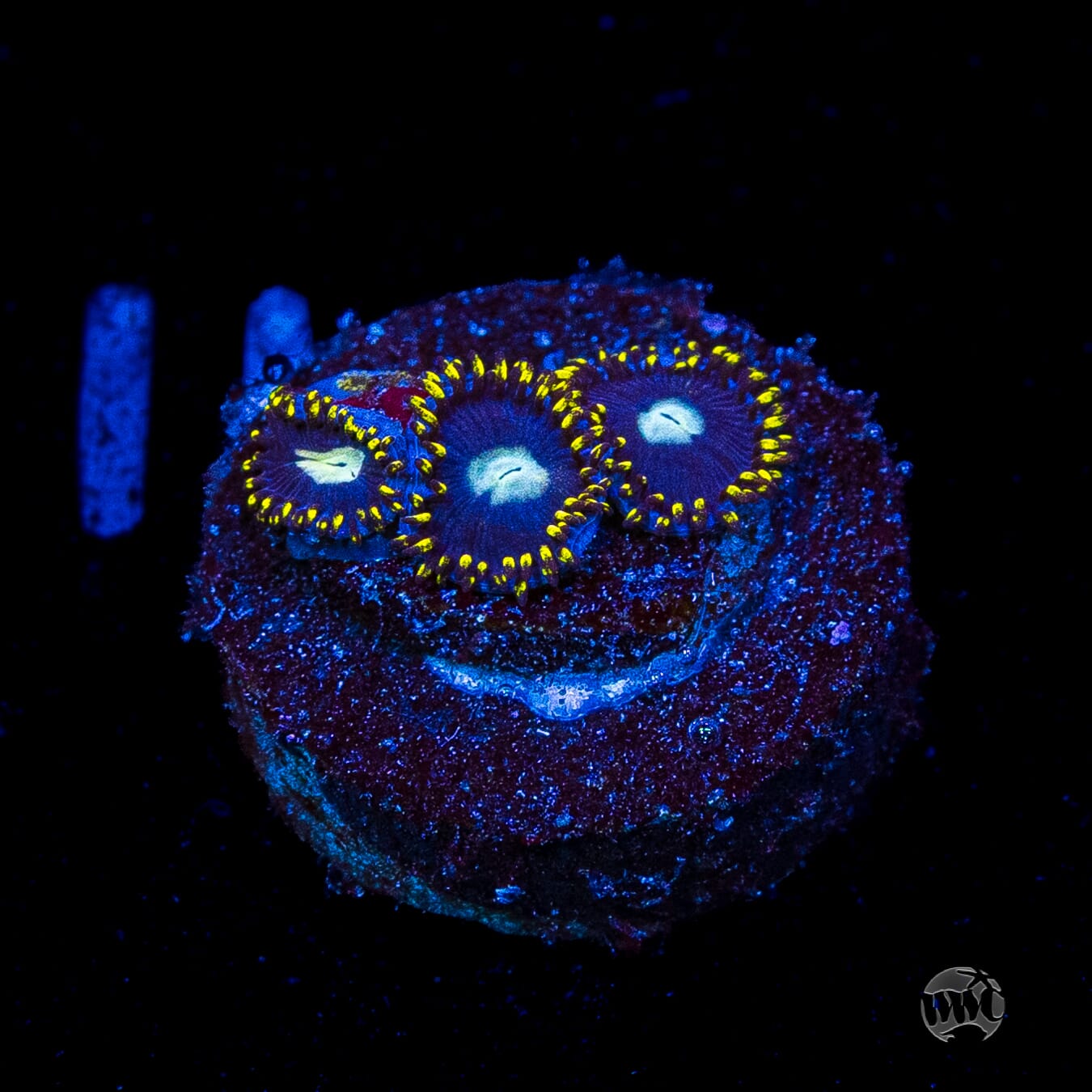 WWC Crown Royal Zoanthids