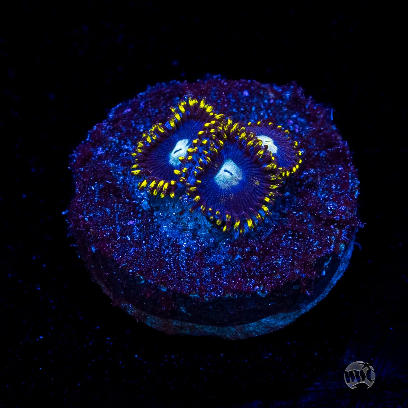 WWC Crown Royal Zoanthids