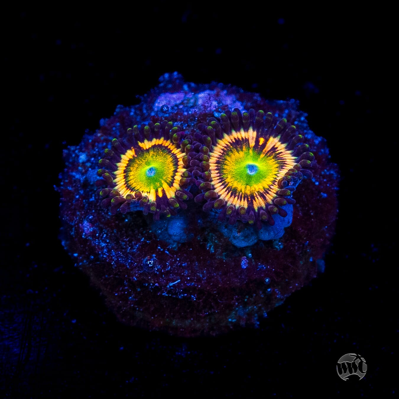 Citrus Cooler Zoanthids