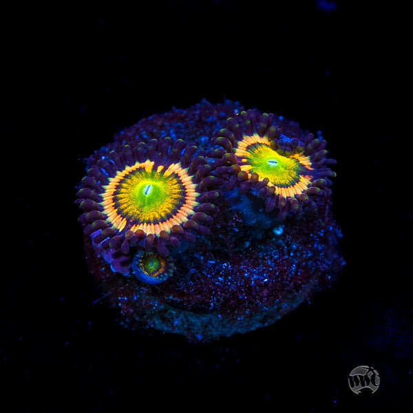 マリンズソープ Citrus Cooler Zoanthids