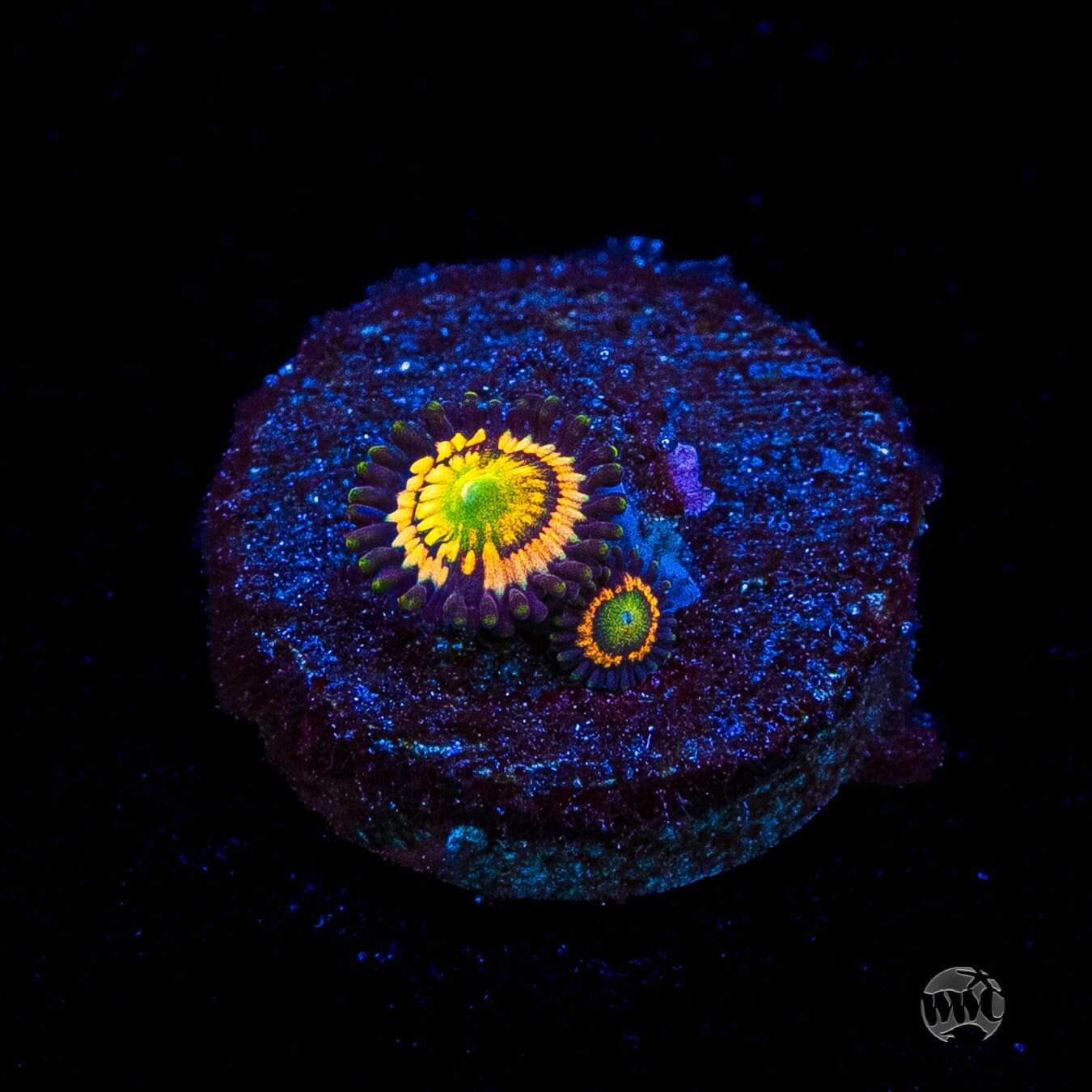 Citrus Cooler Zoanthids