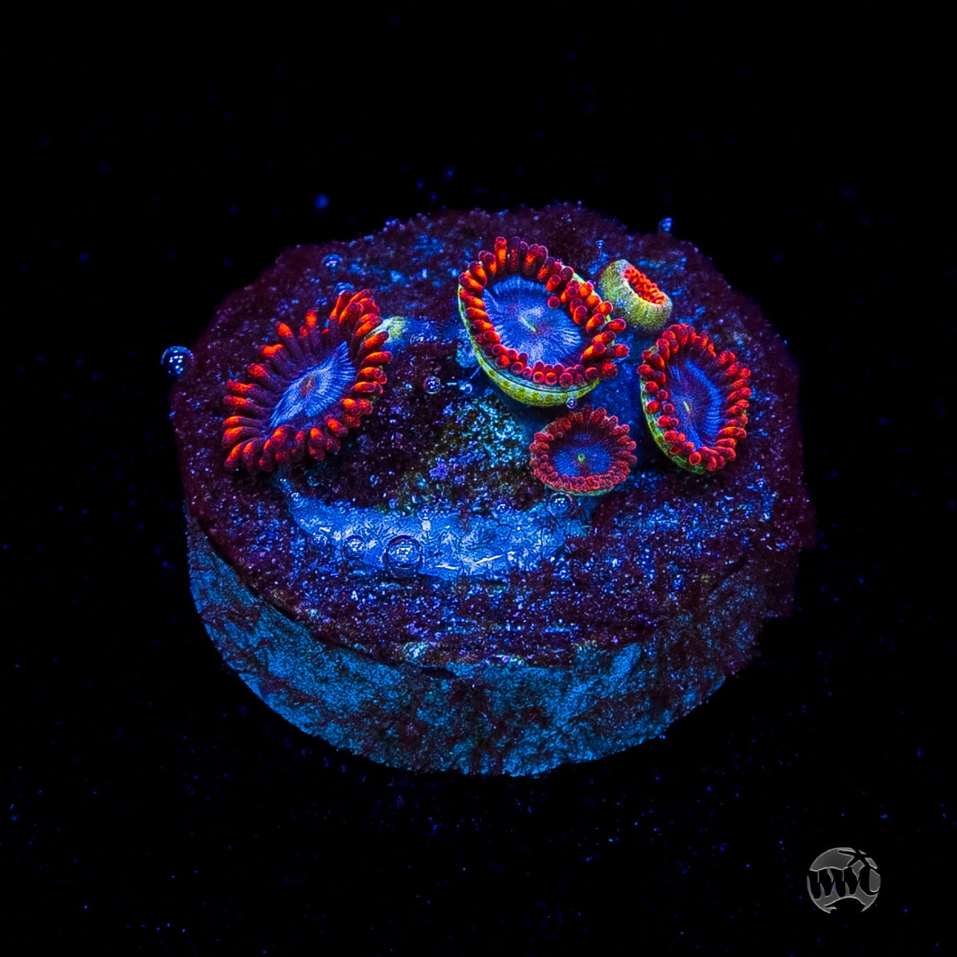 Fire and Ice Zoanthids