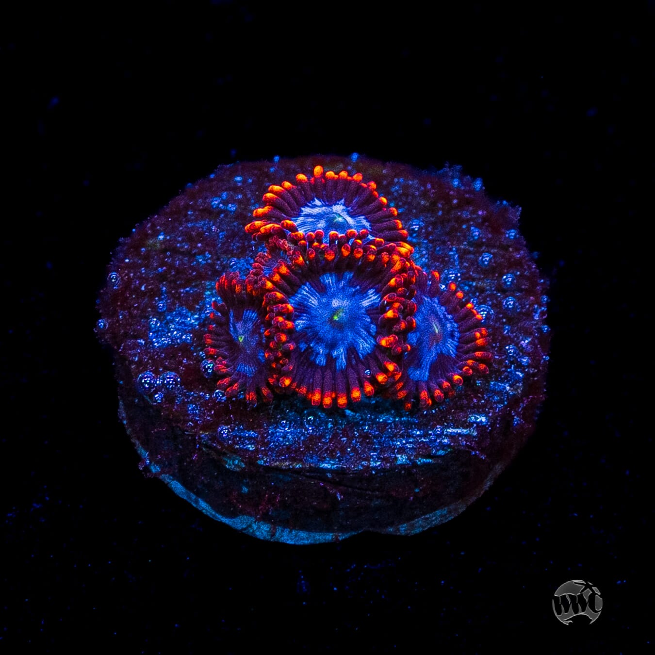 Fire and Ice Zoanthids