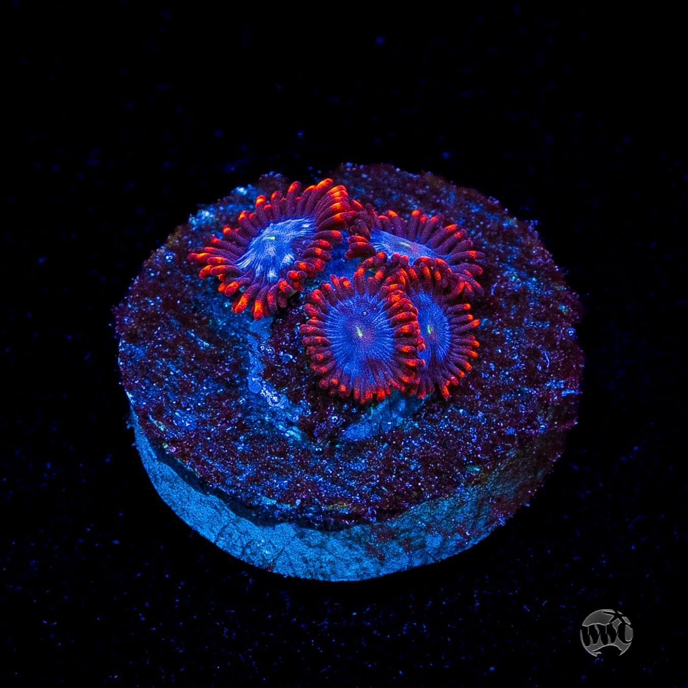 Fire and Ice Zoanthids