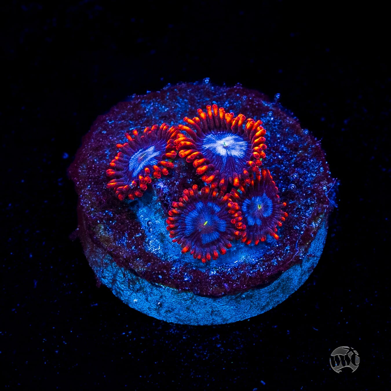 Fire and Ice Zoanthids