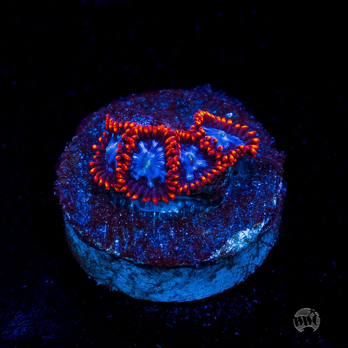 Fire and Ice Zoanthids