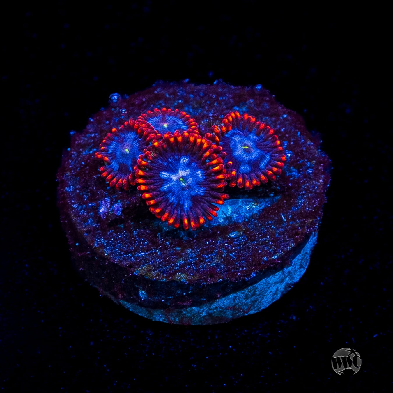 Fire and Ice Zoanthids