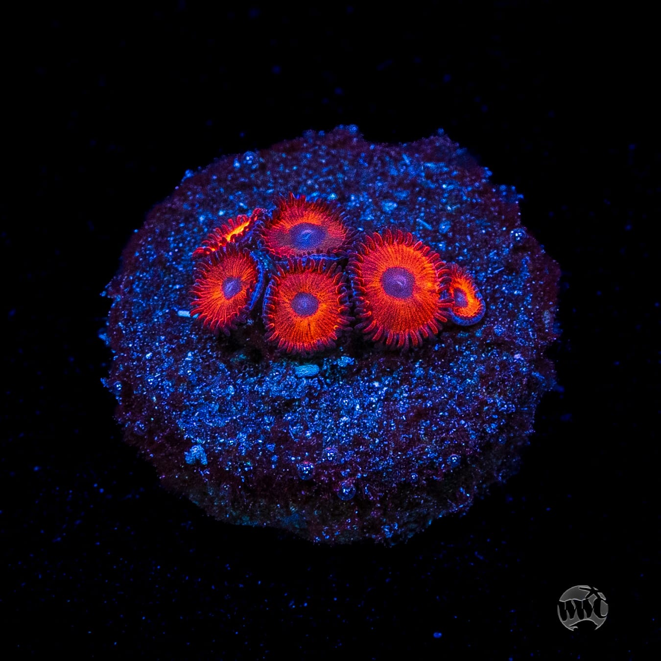 Kedds Reds Zoanthids