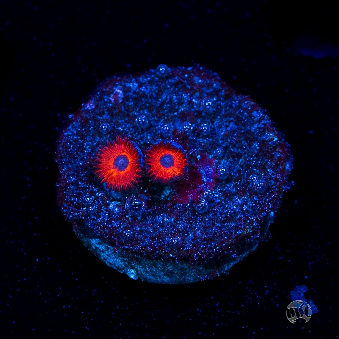 Kedds Reds Zoanthids