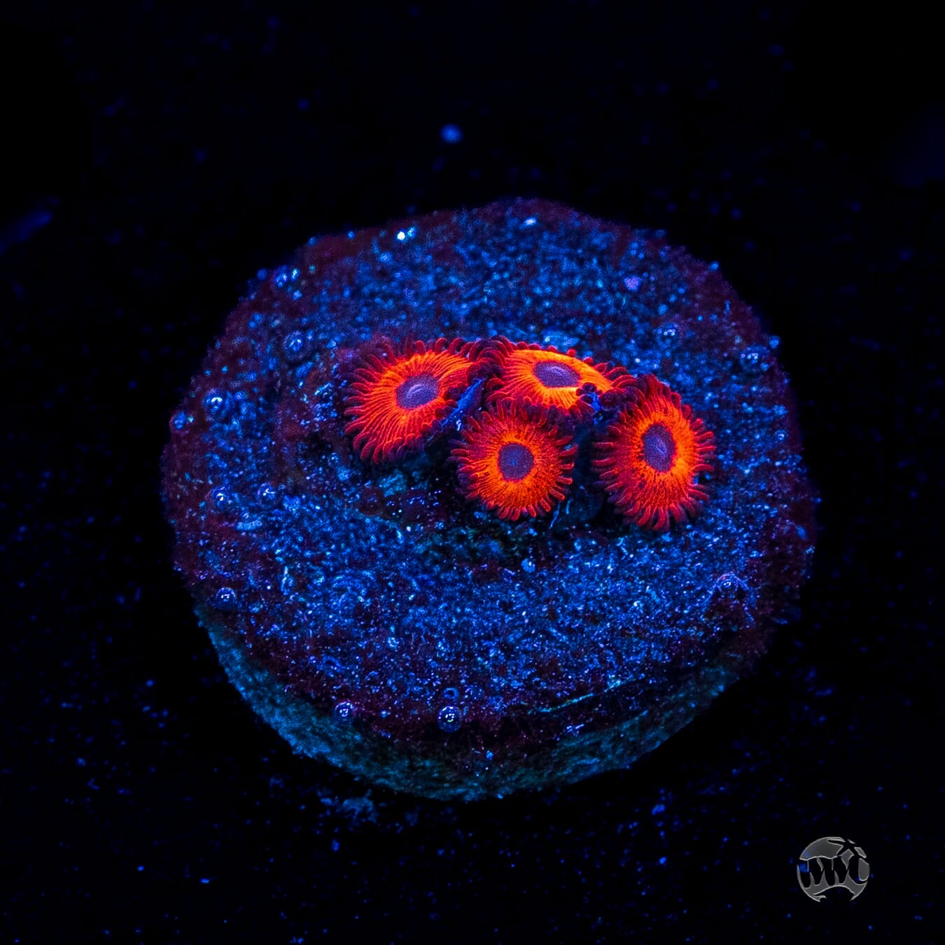Kedds Reds Zoanthids
