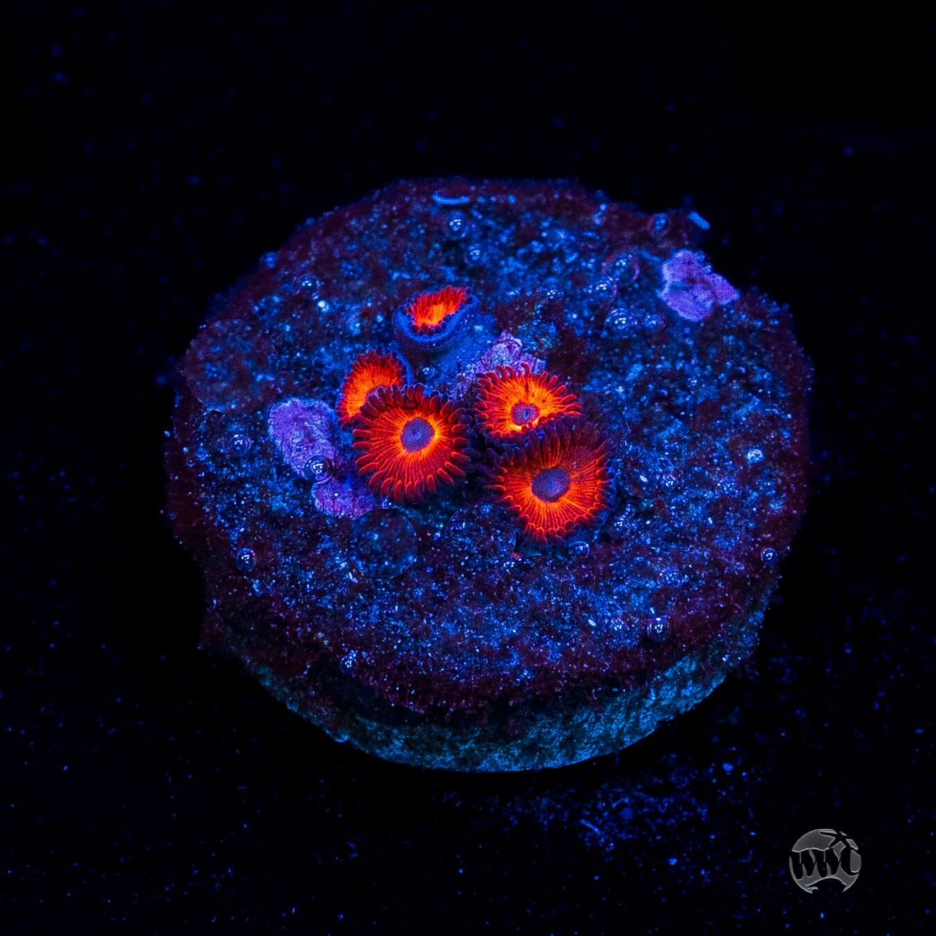 Kedds Reds Zoanthids