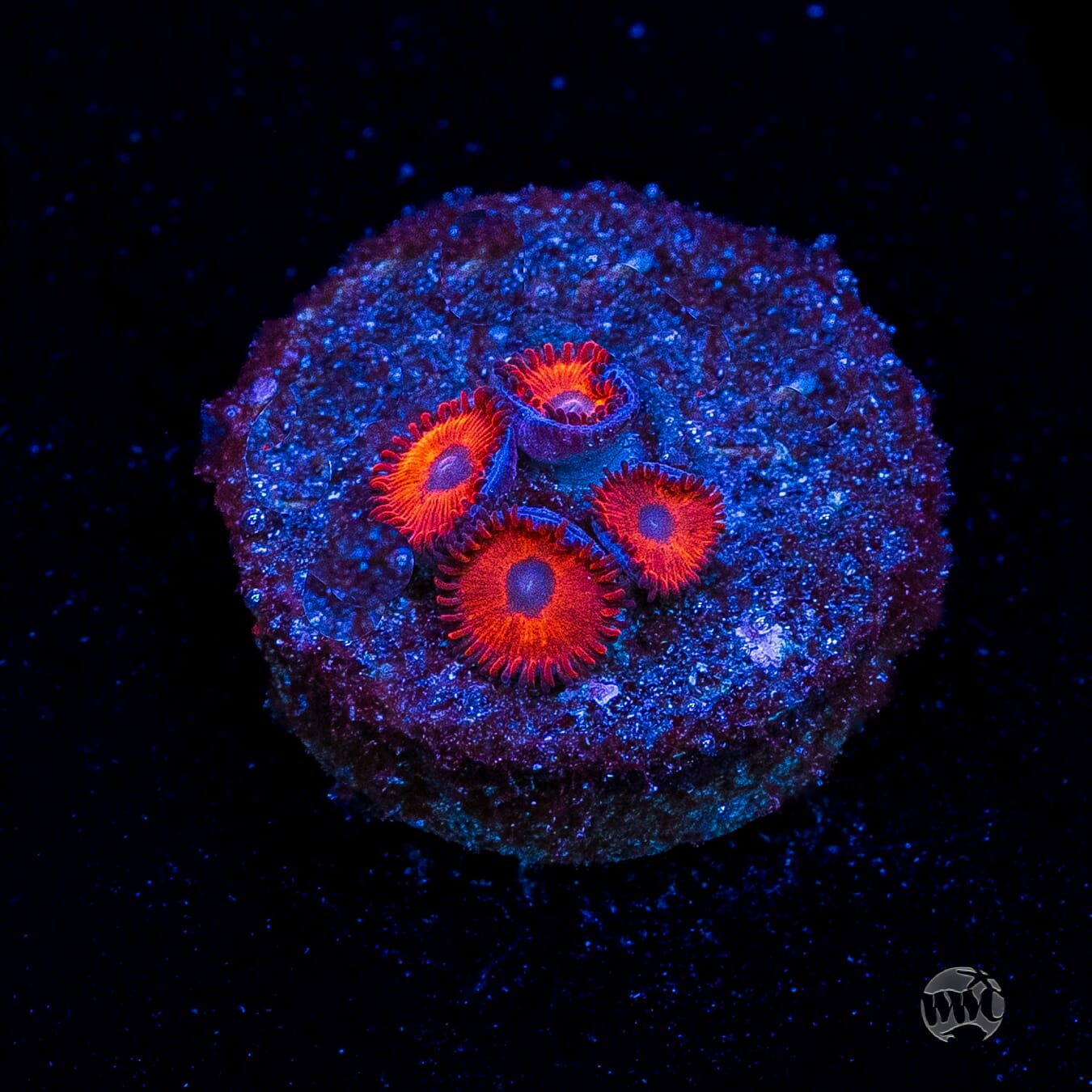 Kedds Reds Zoanthids