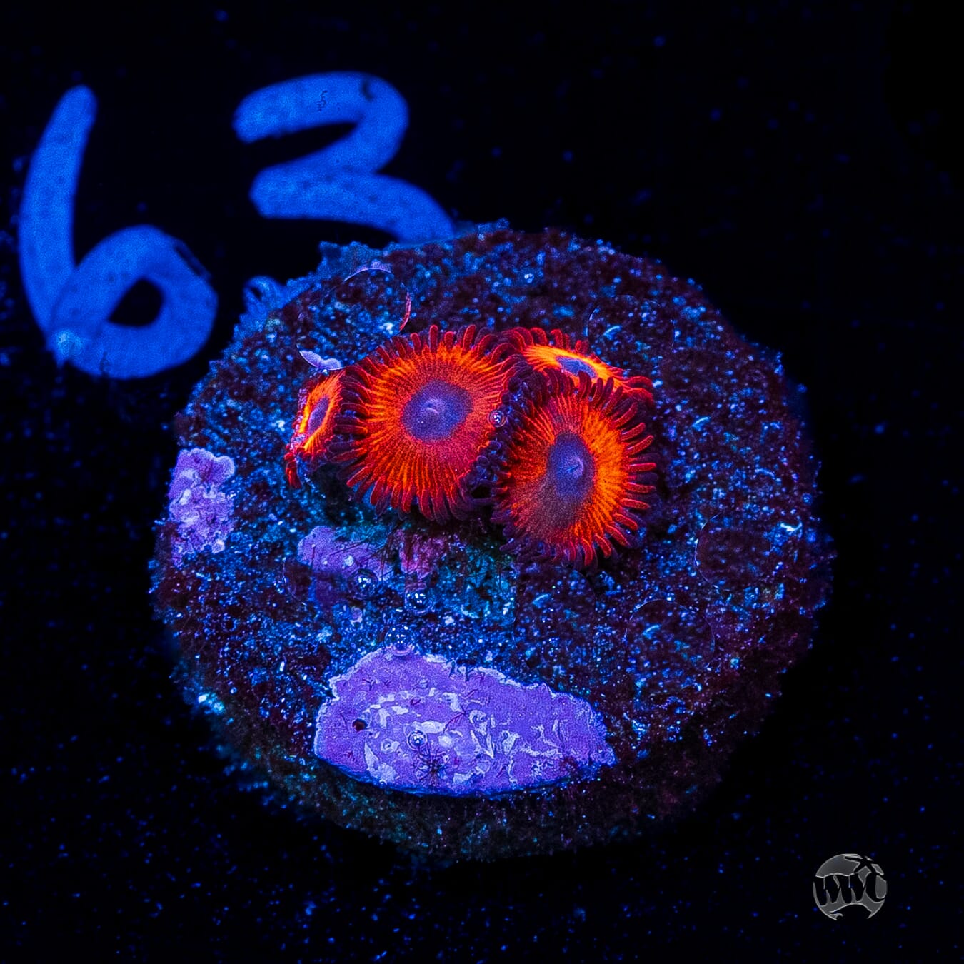 Kedds Reds Zoanthids