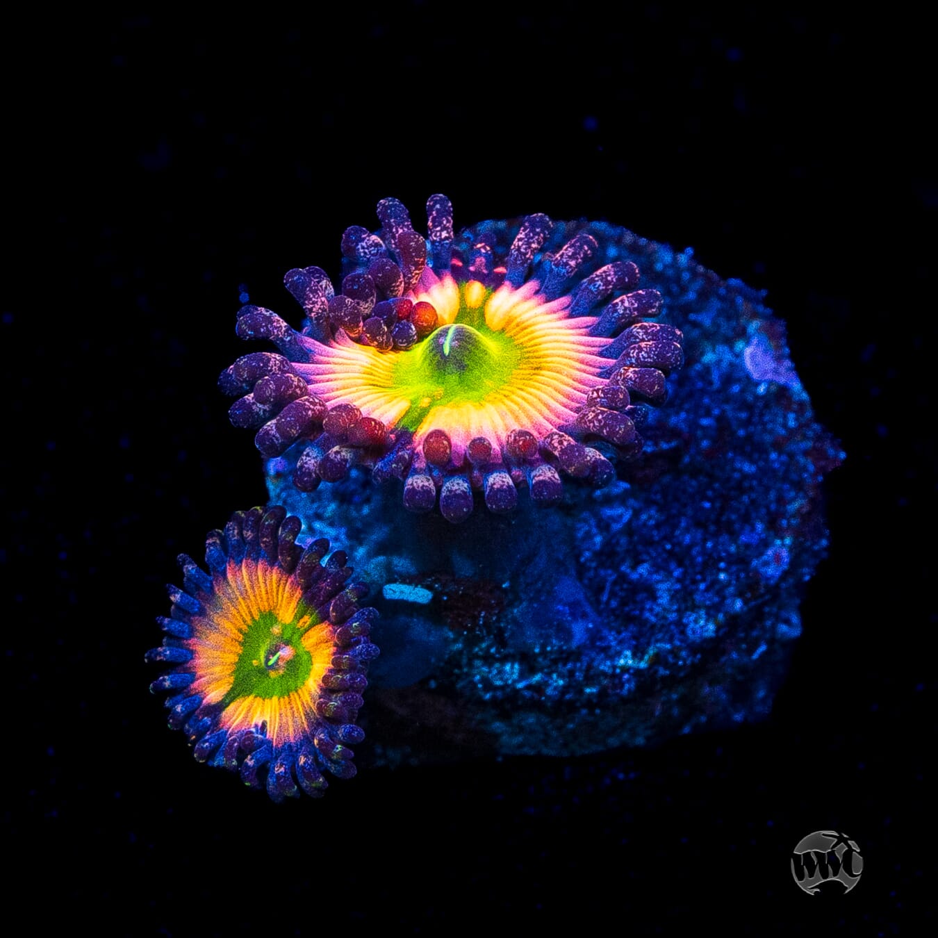 Tyree Rainbow Infusion Zoanthids