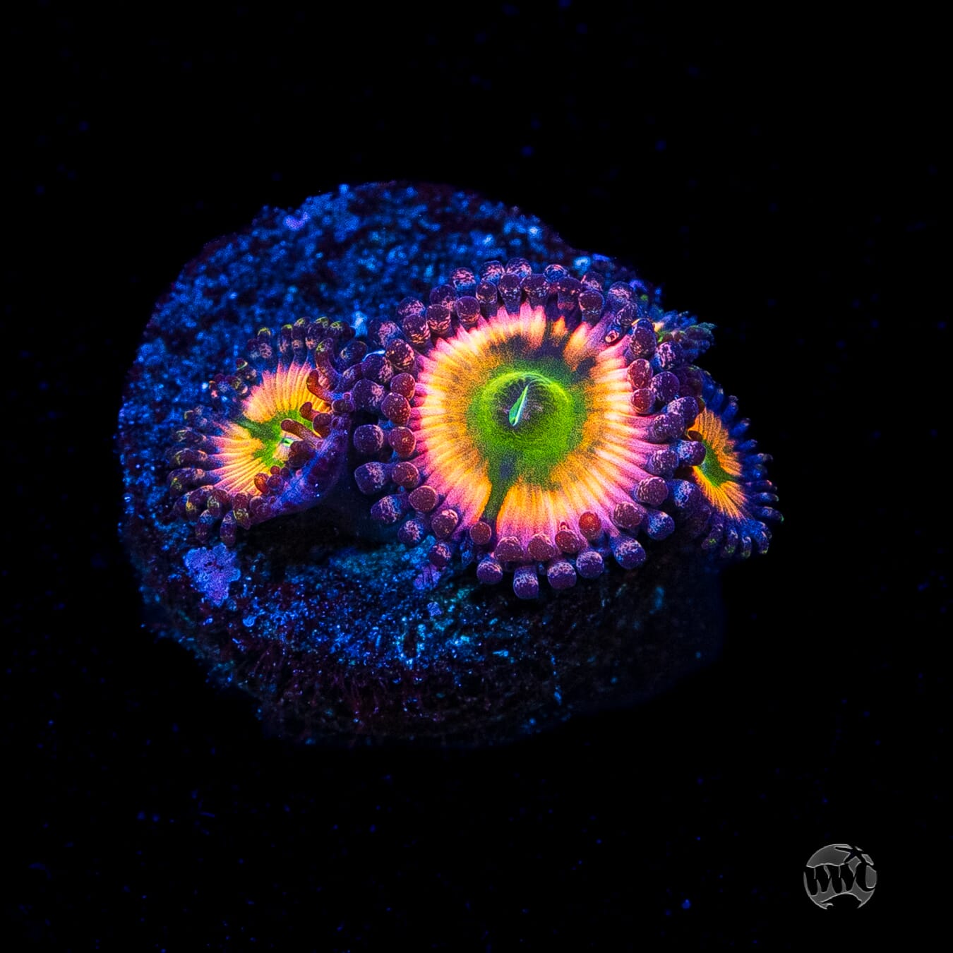 Tyree Rainbow Infusion Zoanthids