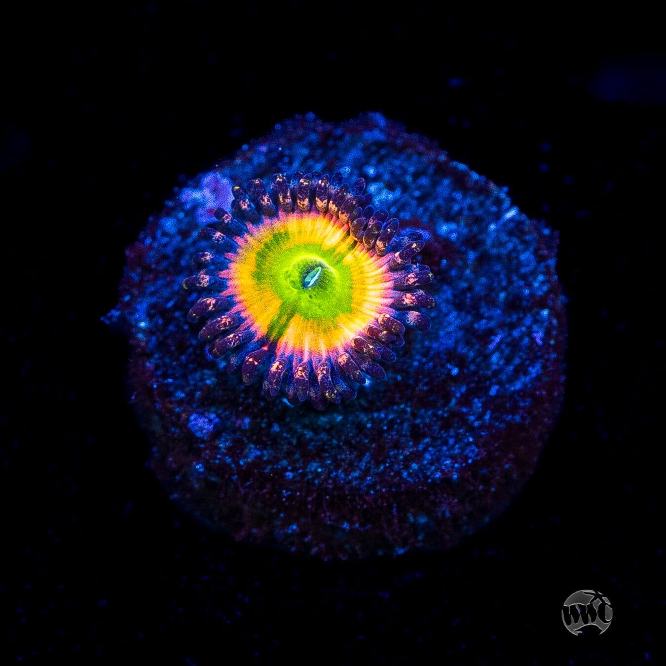 Tyree Rainbow Infusion Zoanthids