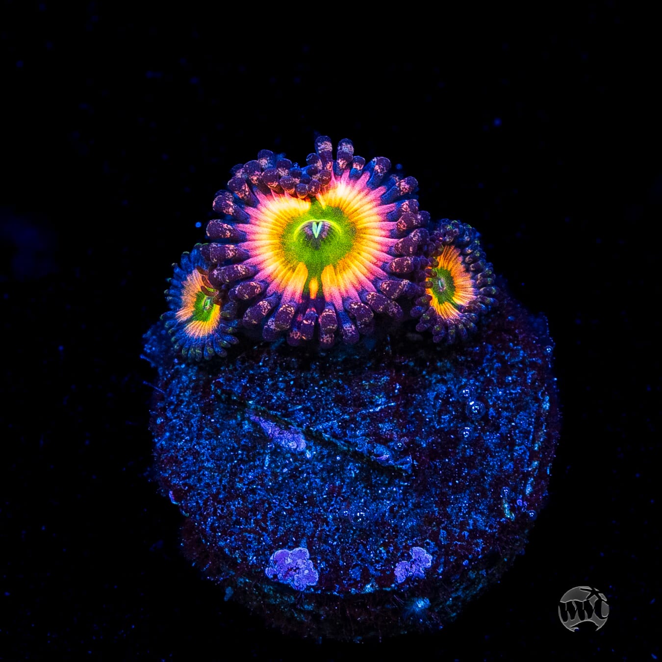 Tyree Rainbow Infusion Zoanthids