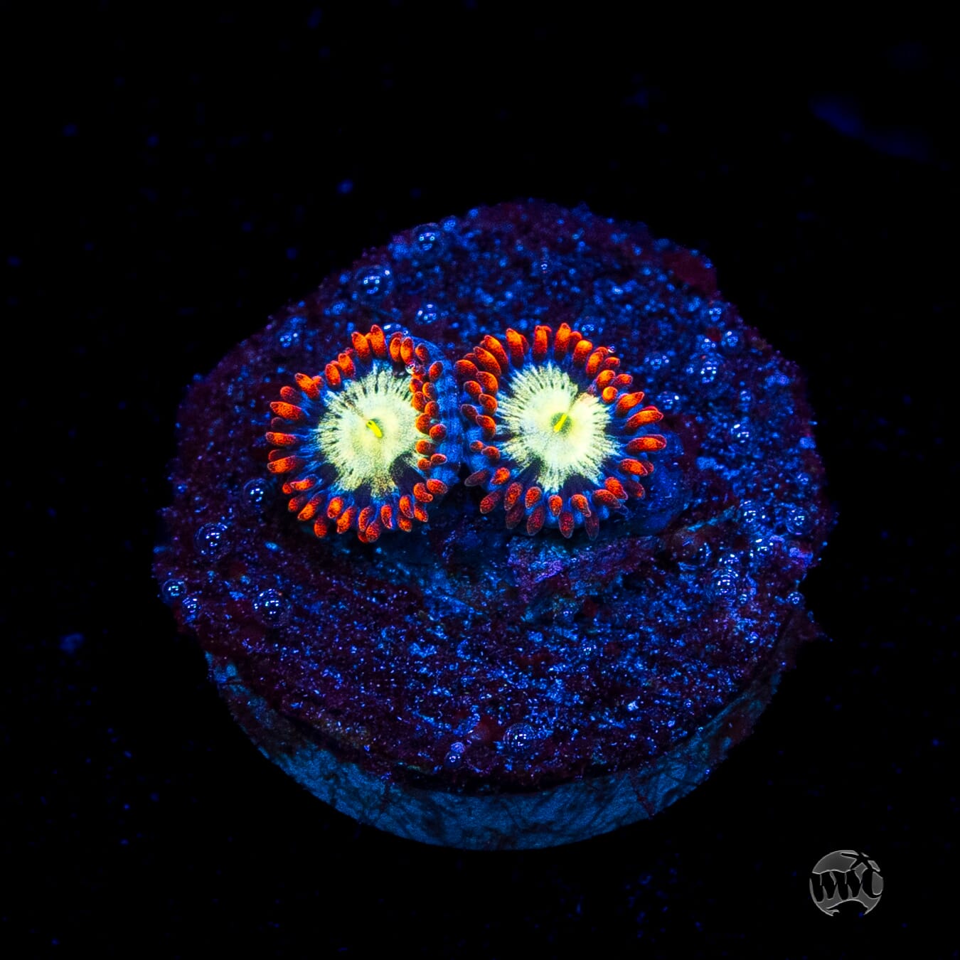 WWC Alpha Omega Zoanthids