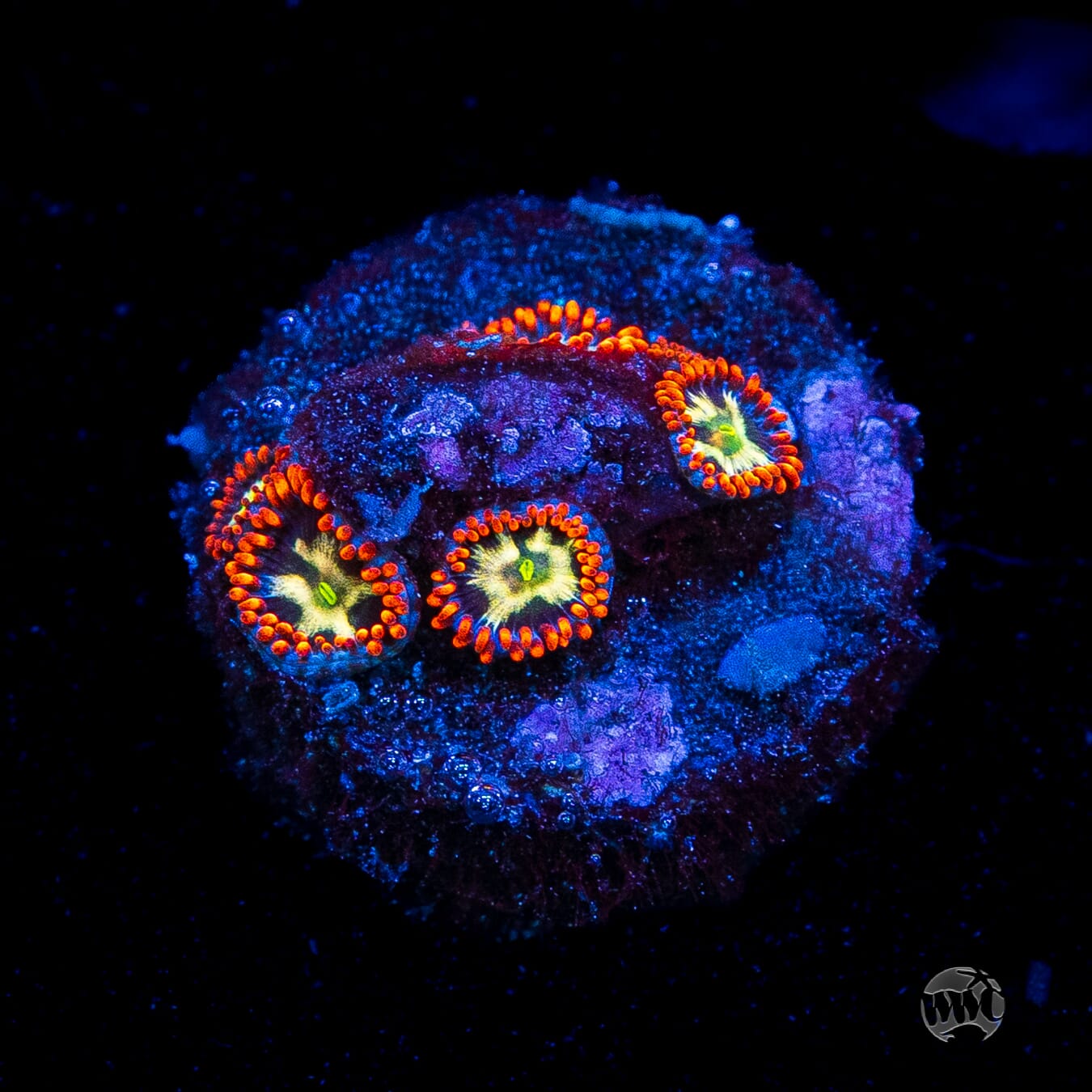 WWC Alpha Omega Zoanthids