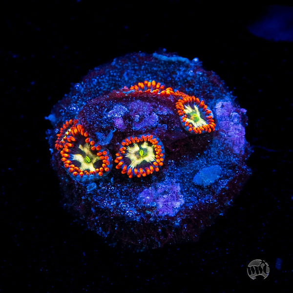 WWC Alpha Omega Zoanthids