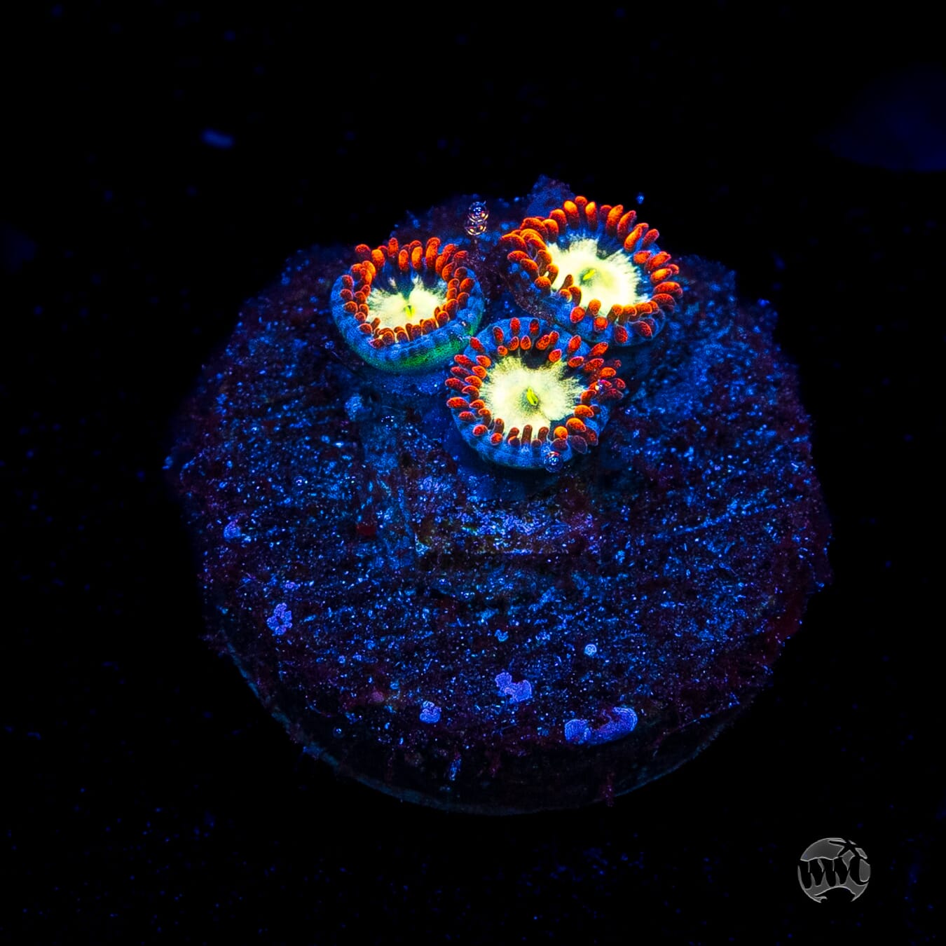 WWC Alpha Omega Zoanthids