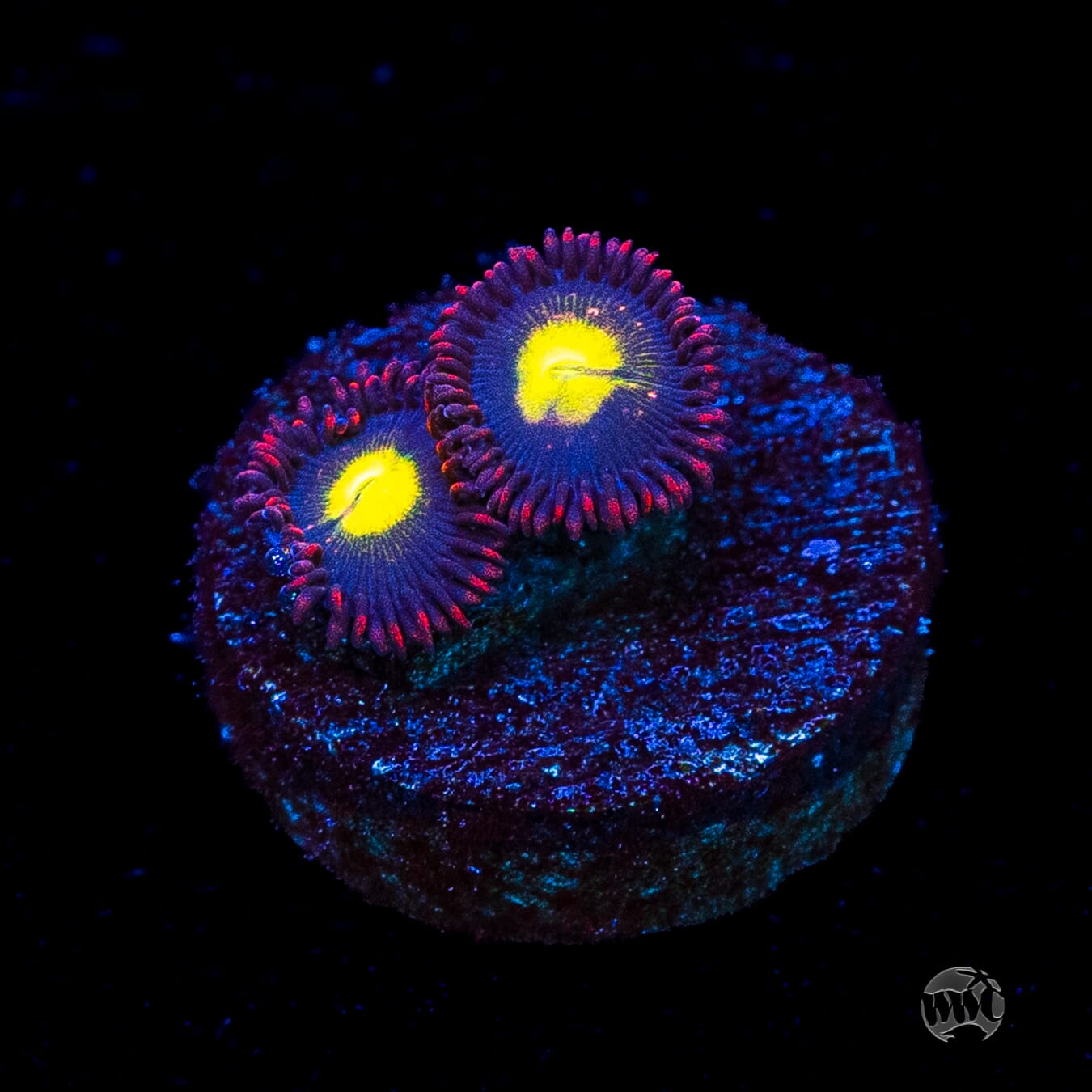 WWC Egg Yolks Zoanthids