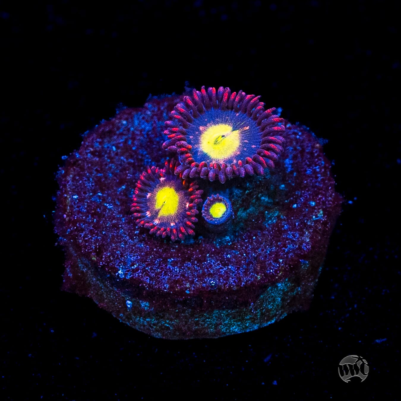 WWC Egg Yolks Zoanthids